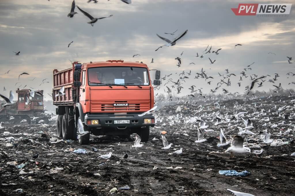 Как живут чайки с городских окраин (Фото)