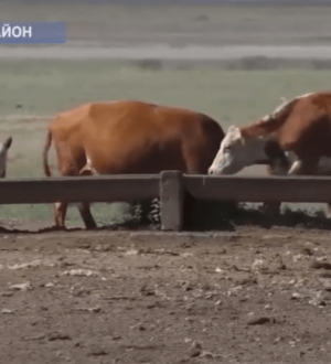 В Актогайском районе трое сельчан не могут найти земли для выпаса скота