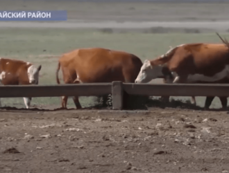 В Актогайском районе трое сельчан не могут найти земли для выпаса скота