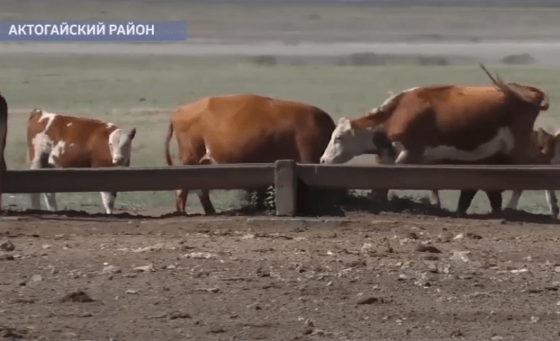 Трое жителей села Актогайского района не могут найти землю для выпаса скота